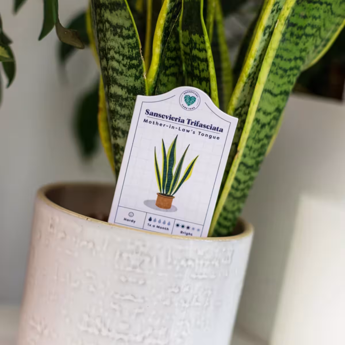 Houseplant Care Tags image 3
