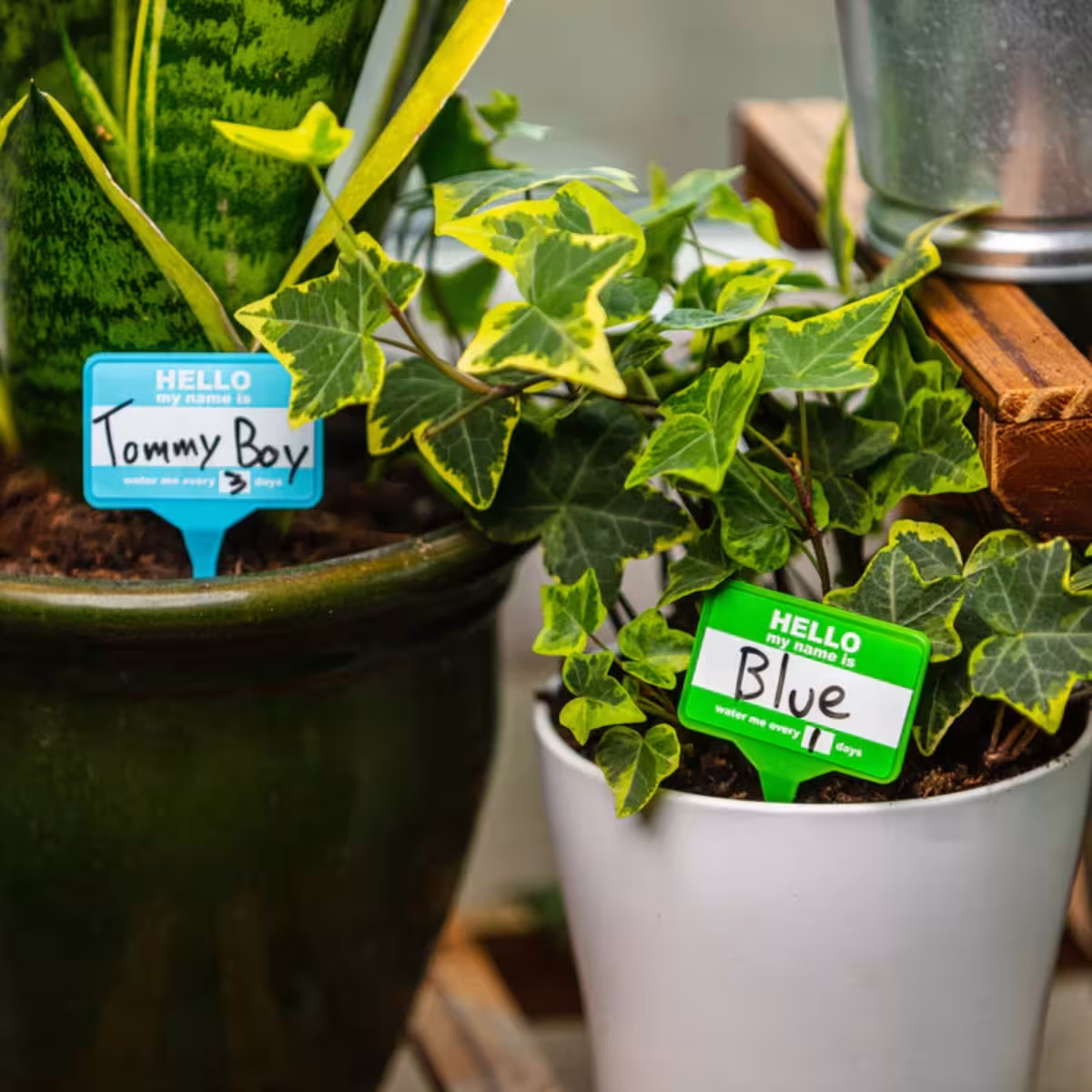 Plant Name Badges image 5