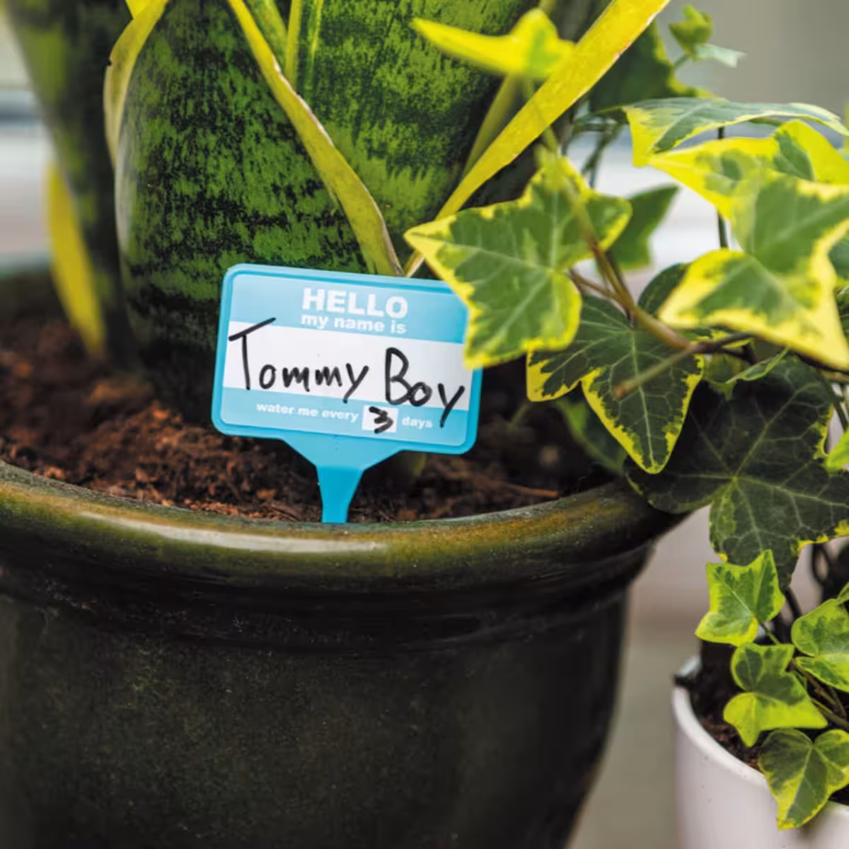 Plant Name Badges image 6