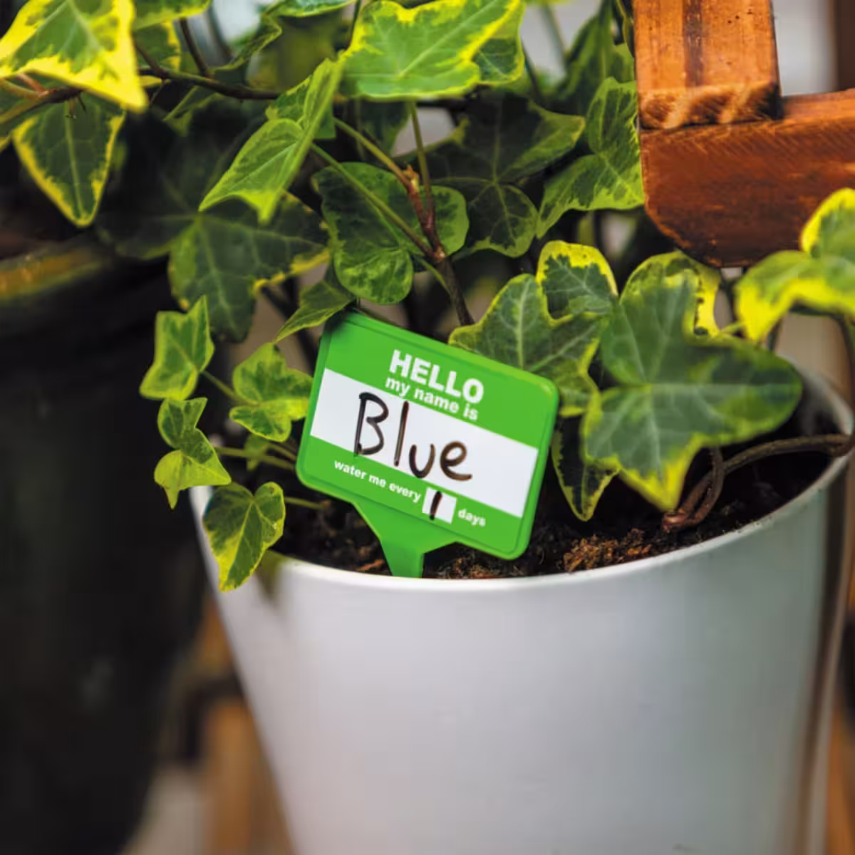 Plant Name Badges image 7